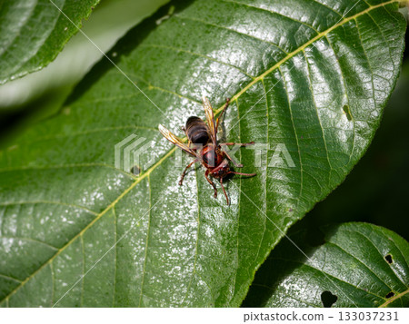 Cairo hornet Cairo hornet 133037231
