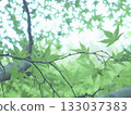 Fresh greenery illuminated by sunlight filtering through the trees 133037383
