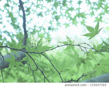 Fresh greenery illuminated by sunlight filtering through the trees Fresh greenery illuminated by sunlight filtering through the trees 133037383