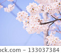 Cherry blossoms that inform the arrival of spring 133037384