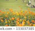 Cosmos in full bloom 133037385