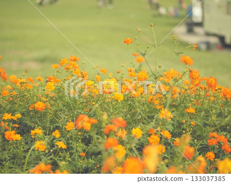 Cosmos in full bloom Cosmos in full bloom 133037385