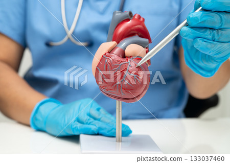 Cardiovascular disease CVD, doctor with heart human model anatomy for treatment patient in hospital. Cardiovascular disease CVD, doctor with heart human model anatomy for treatment patient in hospital. 133037460