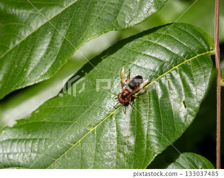 Cairo hornet Cairo hornet 133037485