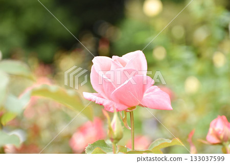 淡粉色秋玫瑰 淡粉色秋玫瑰 133037599