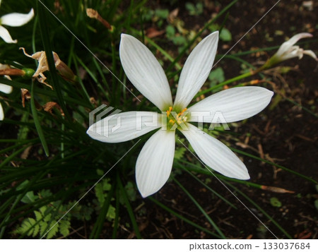 白色阿瑪納花 133037684