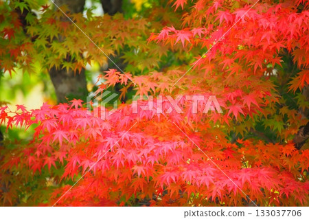 楓樹的秋葉（秋景，天谷谷） 133037706