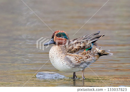 Eclipsed Teal Male Eclipsed Teal Male 133037823