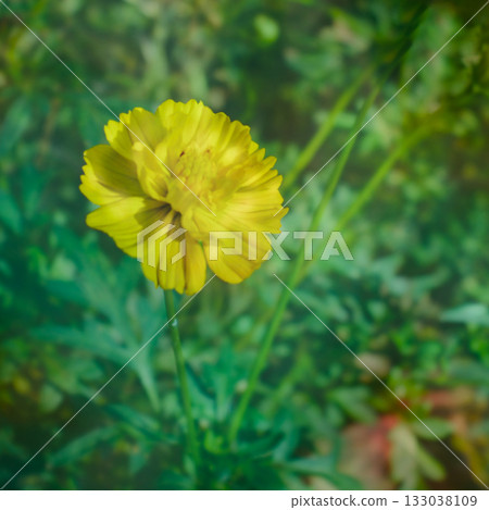 A landscape where cute yellow flowers seem to be floating among the greenery of plants. 133038109