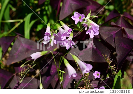 Oxalis triangularis (Oxalidaceae) 133038318