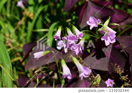 Oxalis triangularis (Oxalidaceae) 133038344