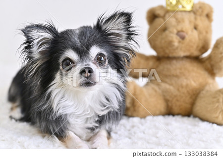 Chihuahua and teddy bear 133038384