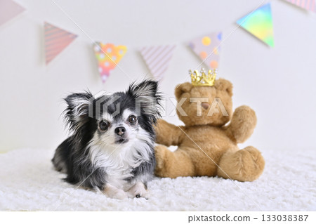 吉娃娃和泰迪熊 吉娃娃和泰迪熊 133038387