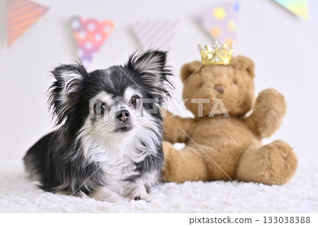 吉娃娃和泰迪熊 133038388