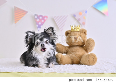 Chihuahua and teddy bear 133038389