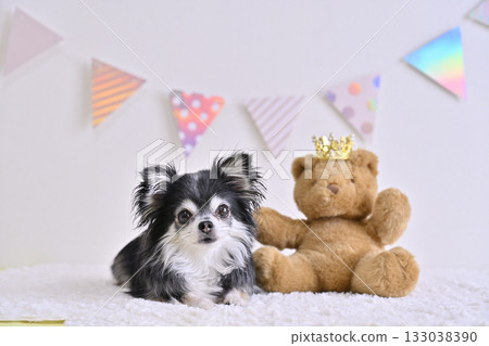 Chihuahua and teddy bear 133038390