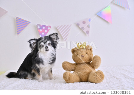 Chihuahua and teddy bear 133038391