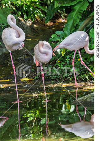 A flock of flamingos resting by the water A flock of flamingos resting by the water 133038478