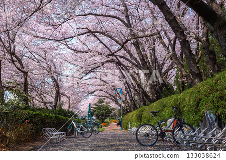Bicycle parking with cherry trees and Cherry blossom in spring in Korea, jinhae South Korea. 133038624