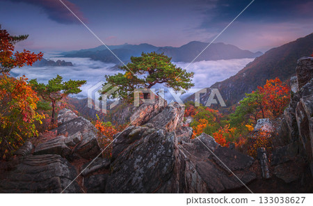 Autumn in Korea, Pine trees towering on the rocks atop Jebibong. In the morning, a sea of mist flows through the river in the valley In the autumn of Waraksan Mountain National Park, South Korea. 133038627