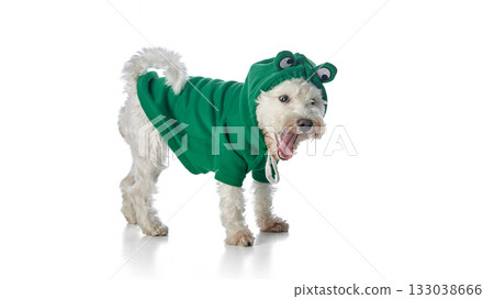 White terrier yawning in green hoodie isolated on white background 133038666