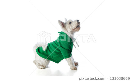 White terrier in green hoodie looking up isolated on white background 133038669