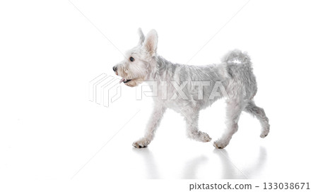 White terrier walking isolated on white background 133038671
