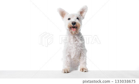 White terrier standing with paws on surface isolated on white background 133038675