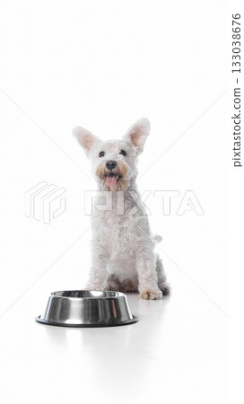 White terrier sitting near food bowl isolated on white background 133038676