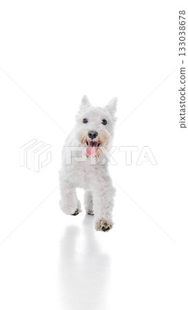 White terrier running forward looking happy on white background 133038678