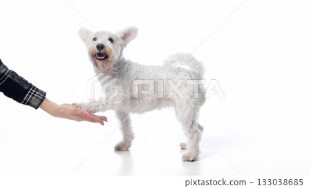 Happy white terrier shaking owner hand on white background Happy white terrier shaking owner hand on white background 133038685
