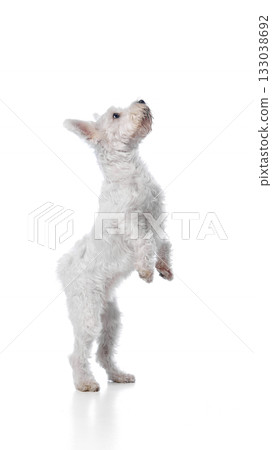 White terrier standing on hind legs isolated on white background 133038692
