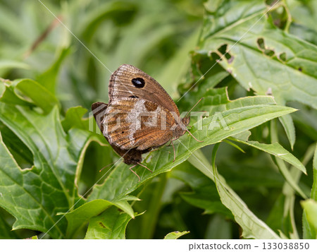 Janome butterfly Janome butterfly 133038850