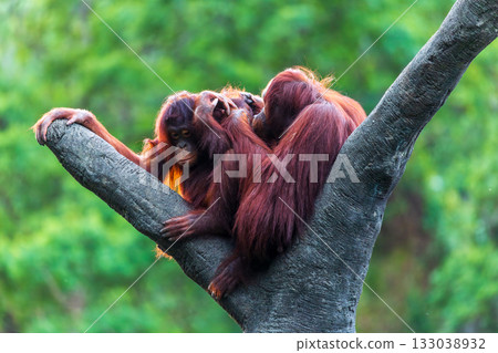 紅毛猩猩的自然棲息姿態與互動 133038932
