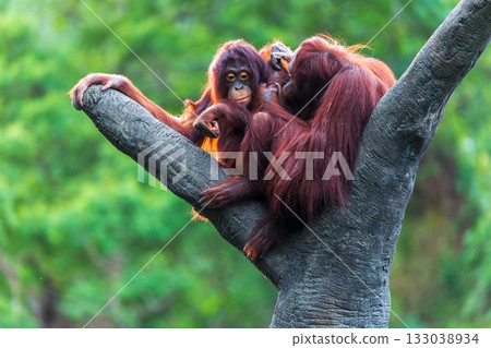 紅毛猩猩的自然棲息姿態與互動 133038934