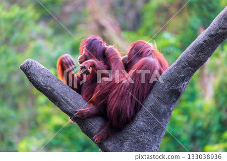 Orangutan natural habitat postures and interactions Orangutan natural habitat postures and interactions 133038936