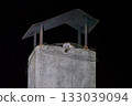 Owl Peering from a Chimney at Nighttime 133039094