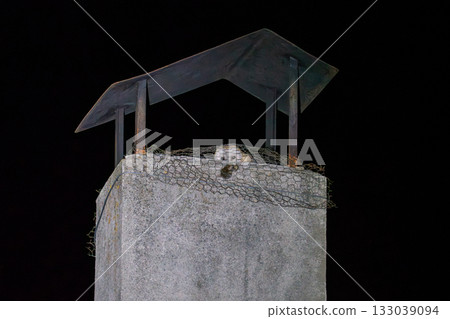 Owl Peering from a Chimney at Nighttime 133039094