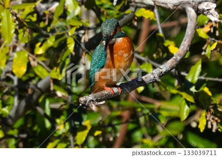 Kingfisher 133039711