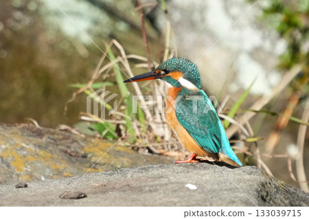 翠鳥 翠鳥 133039715