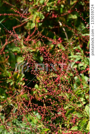 山茱萸（蓼科） 133039724