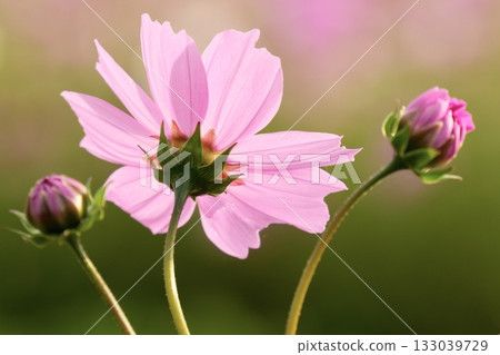 在秋日的陽光下,明亮的波斯菊競相綻放 在秋日的陽光下,明亮的波斯菊競相綻放 133039729