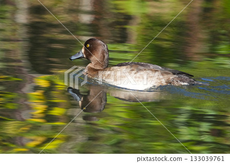 Duck Duck 133039761