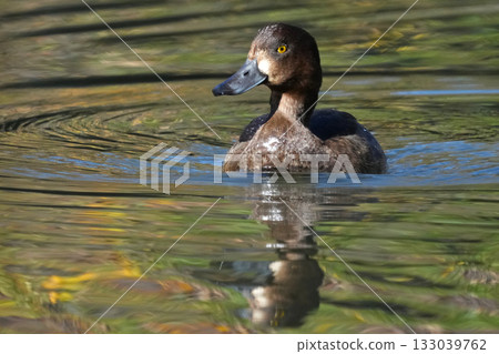 Duck 133039762
