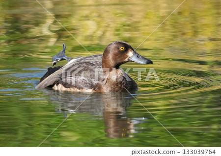 Duck Duck 133039764