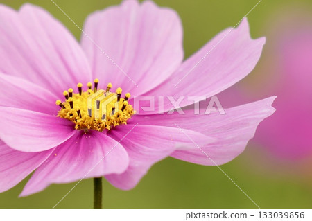 A relaxing space filled with softly blooming, charming cosmos 133039856