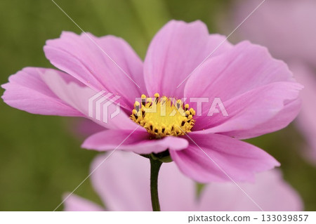 A relaxing space filled with softly blooming, charming cosmos A relaxing space filled with softly blooming, charming cosmos 133039857