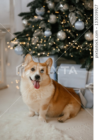 Happy Corgi Posing by Christmas Tree with Gifts Happy Corgi Posing by Christmas Tree with Gifts 133039927