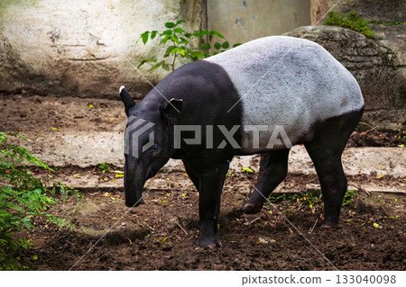 東南亞稀有保育類動物,馬來貘擁有獨特黑白體色 東南亞稀有保育類動物,馬來貘擁有獨特黑白體色 133040098