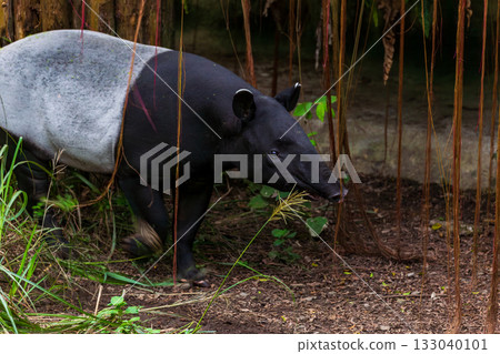 東南亞稀有保育類動物,馬來貘擁有獨特黑白體色 東南亞稀有保育類動物,馬來貘擁有獨特黑白體色 133040101